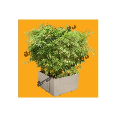 Bambou N°05 Pot