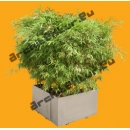 Bambou N°05 Pot