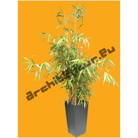 Bamboo N°06 Pot