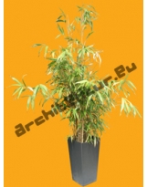 Bamboo N°06 Pot