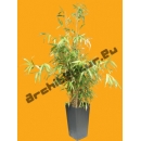 Bamboo N°06 Pot