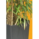 Bamboo N°06 Pot