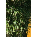 Bambou N°07