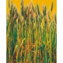 Wheat N°01