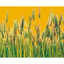 Wheat N°01