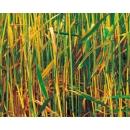 Wheat N°01