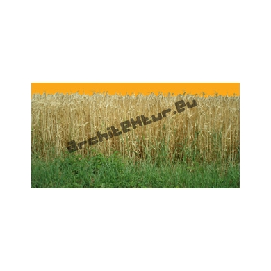 Wheat N°02