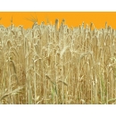 Wheat N°02