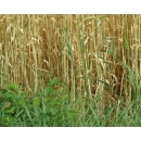 Wheat N°02