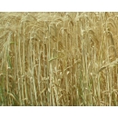 Wheat N°02