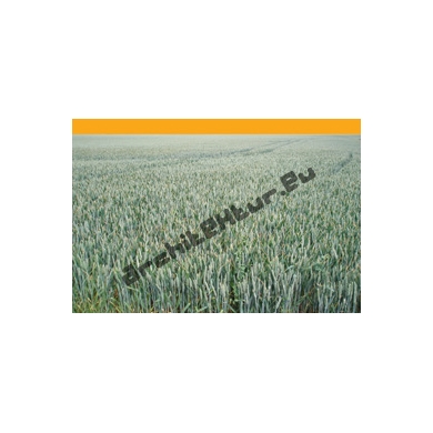 Wheat Field