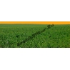 Rape field N°02