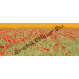 Red Poppies Field N°01