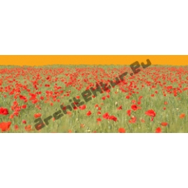 Champ de Coquelicots N°01