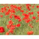 Red Poppies Field N°01
