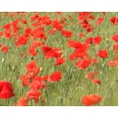 Champ de Coquelicots N°01