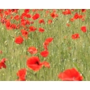 Red Poppies Field N°01