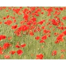 Red Poppies Field N°01