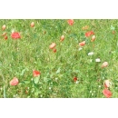 Red Poppies Field N°02