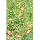 Red Poppies Field N°02