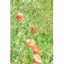 Red Poppies Field N°02