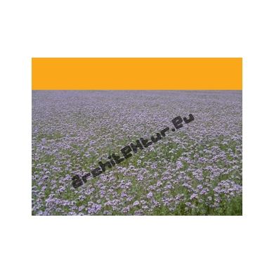 Field of flowers N°01