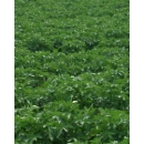 Field of Potatoes