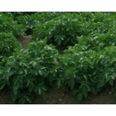 Field of Potatoes