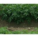 Field of Potatoes