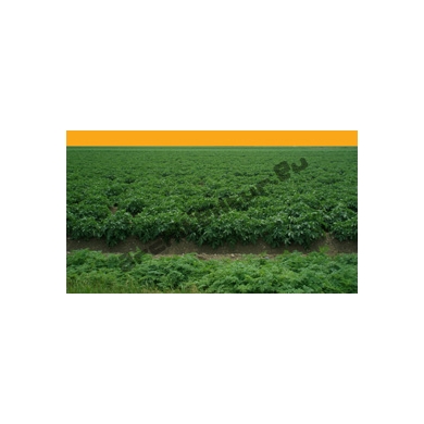 Field of Potatoes