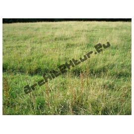 Background N°01 Meadow