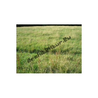Background N°01 Meadow