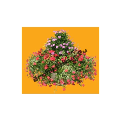 Geranium N°01 + Flowers