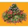 Geranium N°01 et Fleurs