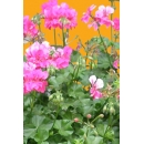 Geraniums N°03 sur Tige