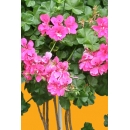 Geraniums N°03 sur Tige