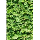 Hedge N°03 Hornbeam