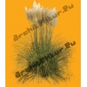 Herbe de la Pampa N°02