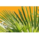 Small Palm Tree N°01