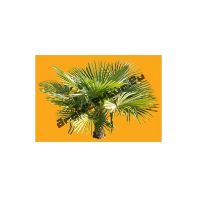 Small Palm Tree N°01