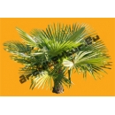 Small Palm Tree N°01