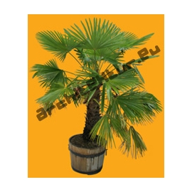 Small Palm Tree N°02