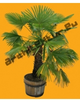 Small Palm Tree N°02