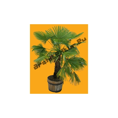 Small Palm Tree N°02