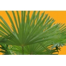 Small Palm Tree N°02