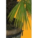 Small Palm Tree N°02