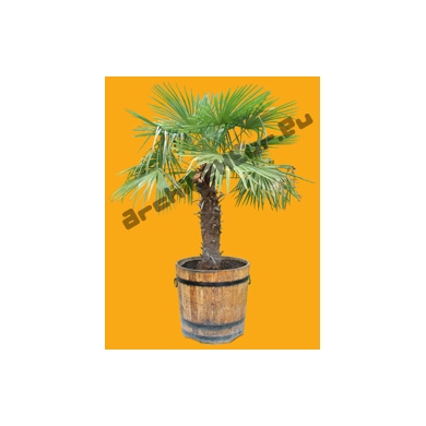 Small Palm Tree N°03