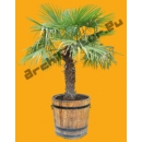 Small Palm Tree N°03