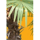 Small Palm Tree N°03