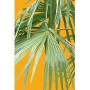 Small Palm Tree N°03